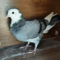 جوجه کبوتر ابلغ و ماده ایلغ پرشی