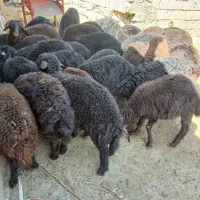 بره های قره قزل درجه یک
