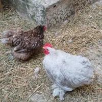 جفت کوشین