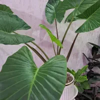 بابا آدم و فیکوس التیسما بالای یک متر 600
