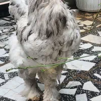 خروس برهما اصل سرحال نژاد دار