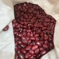 لوبیا قرمز