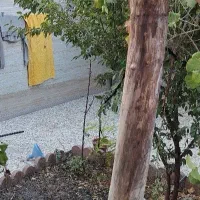 تنه گردو