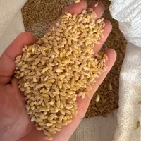 گندم دامی و انسانی
