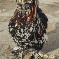 سلطان|حیوانات مزرعه|سرخنکلاته, |دیوار