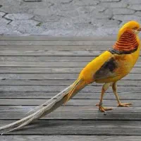 جوجه خروس آمریکایی