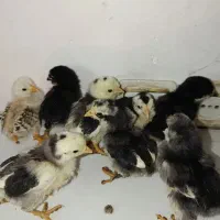 جوجه گلین