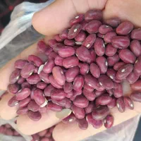 لوبیا قرمز دیم