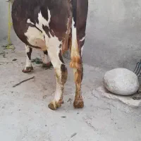 گاو سمینتال حامله