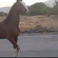 فروش یا معاوضه اسب درشوری، نریون