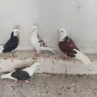 کفتر پرشی شازده
