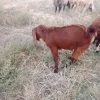 بزغاله نر تخمی وبره قوچی
