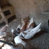 کبوتر|پرنده|زبرخان, |دیوار