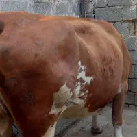 گاو آبستن