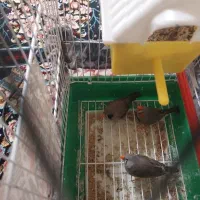 یک جفت فنچ و یک جوجه بالغ