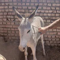 خر فروشی