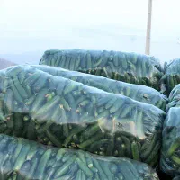 خیار تازه عمده