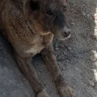 سگ سرابی