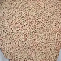 6کیلو لوبیا محلی آشی دره شهر هستم