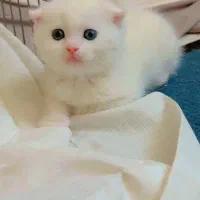 گربه گلد سیلور سفید