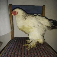 مرغ برهما اصل