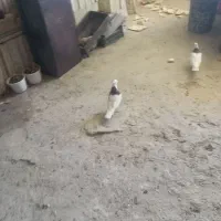 کفتر|پرنده|نجف‌آباد, معرفت|دیوار