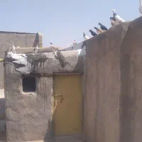کبوتر|پرنده|دشتابی, |دیوار