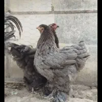 مرغ برهما پنج ماهه