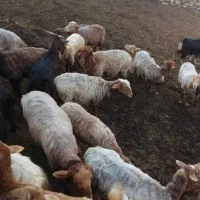 دام|حیوانات مزرعه|کیاسر, |دیوار