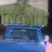 پرس یونجه