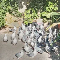 کبوتر سینه باز