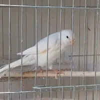 قناری و سهره