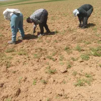 سرکارگرخانم مردانیا