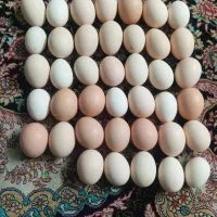 تخم مرغ نطفه دار دو رگه لاری و برهما