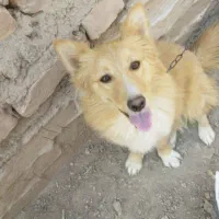 سگ سگ