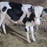 گوساله نر