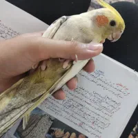 عروس هلندی نر