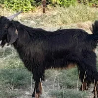بز .کهره نر