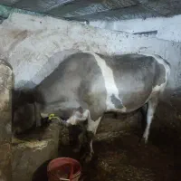گوساله