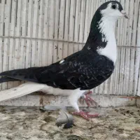 کبوتر صید.ساده سیاه کبوتر مسافتی .سوسکی