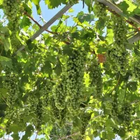 غوره