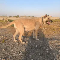 سگ ماده سرابی