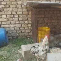 خروس