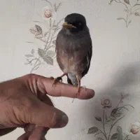 پرنده