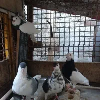 دوجفت کفتر جفت گاه