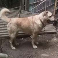 واگذاری واگذاری سراب