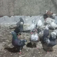 کبوتر پرشی