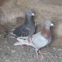 کبوتر دوبر