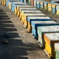 فروش عمده کندو زنبور از ۵ قاب تا ۱۰