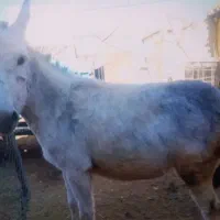 الاغ ماده آرام